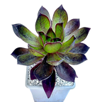 x Semponium 'Mrs Frosty'