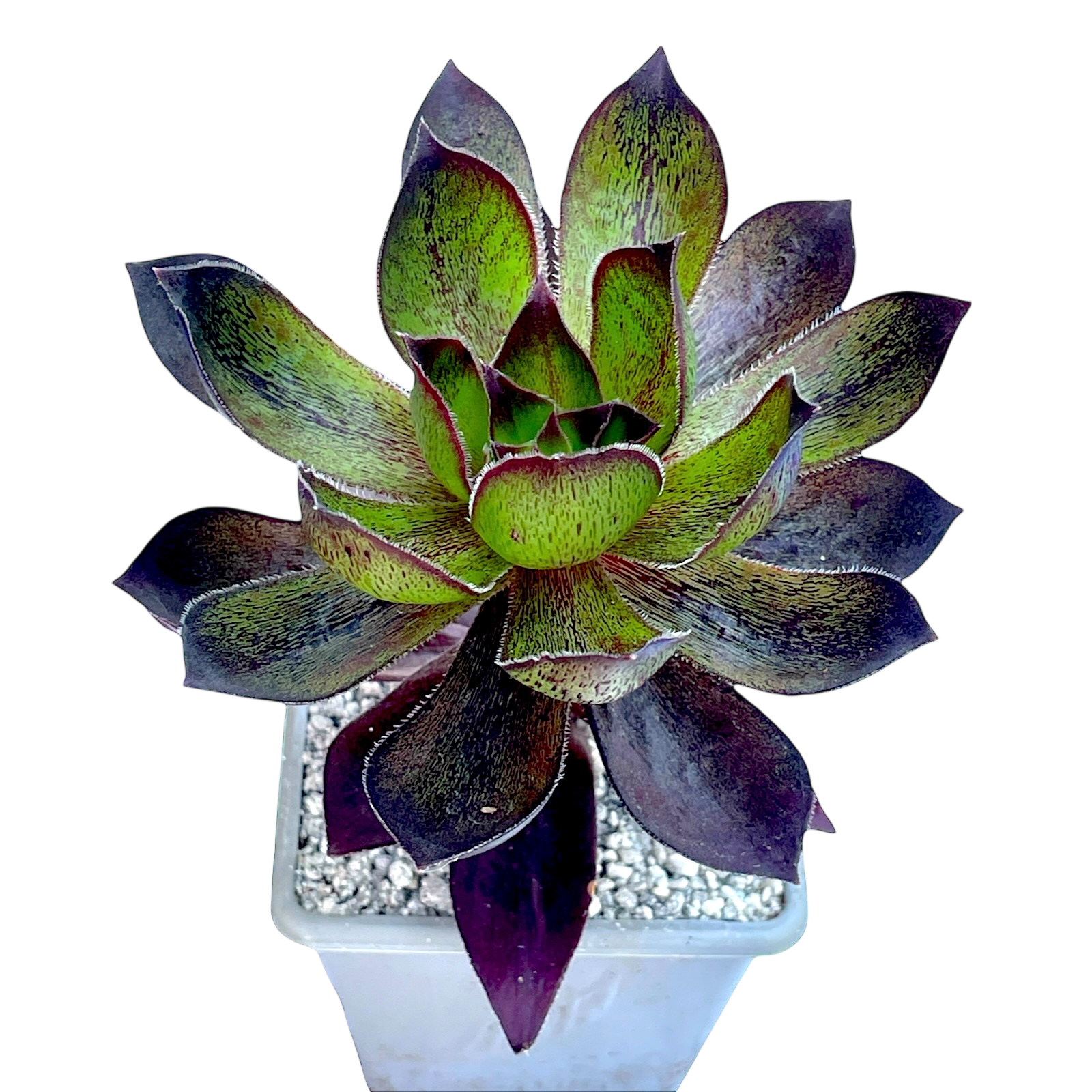 x Semponium 'Mrs Frosty'