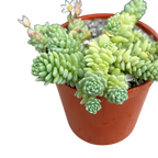 Sedum 'Silver Roses'