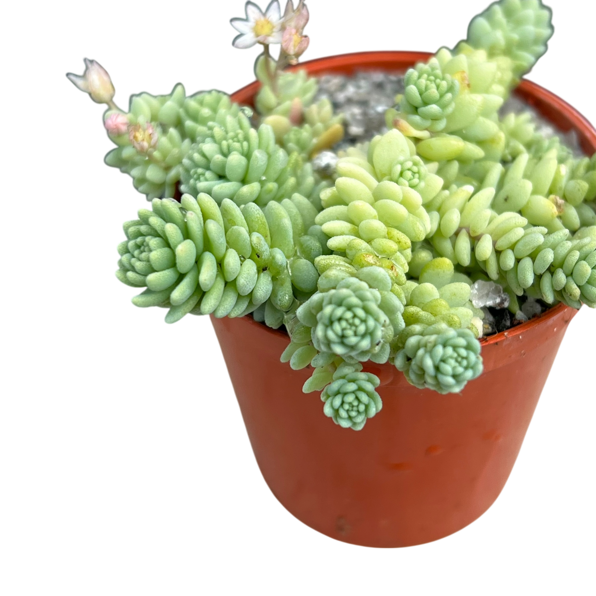 Sedum 'Silver Roses'