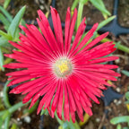 Delosperma | Ice Plant