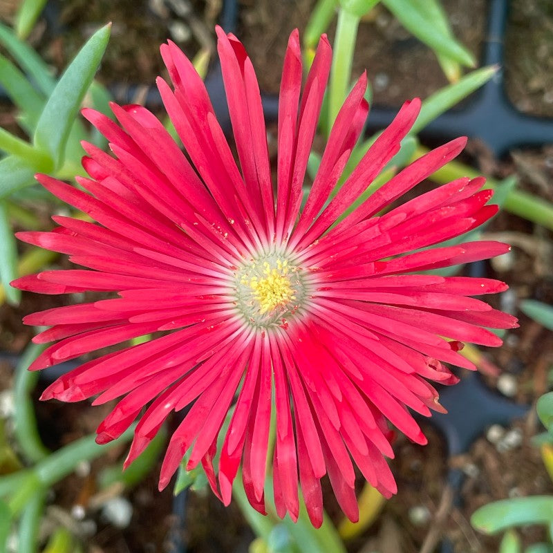 Delosperma | Ice Plant