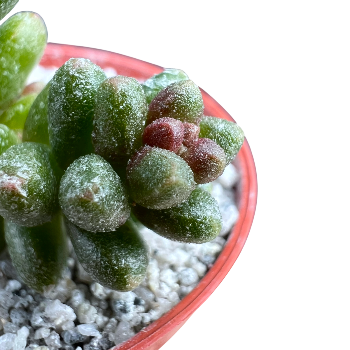 Sedum furfuraceum