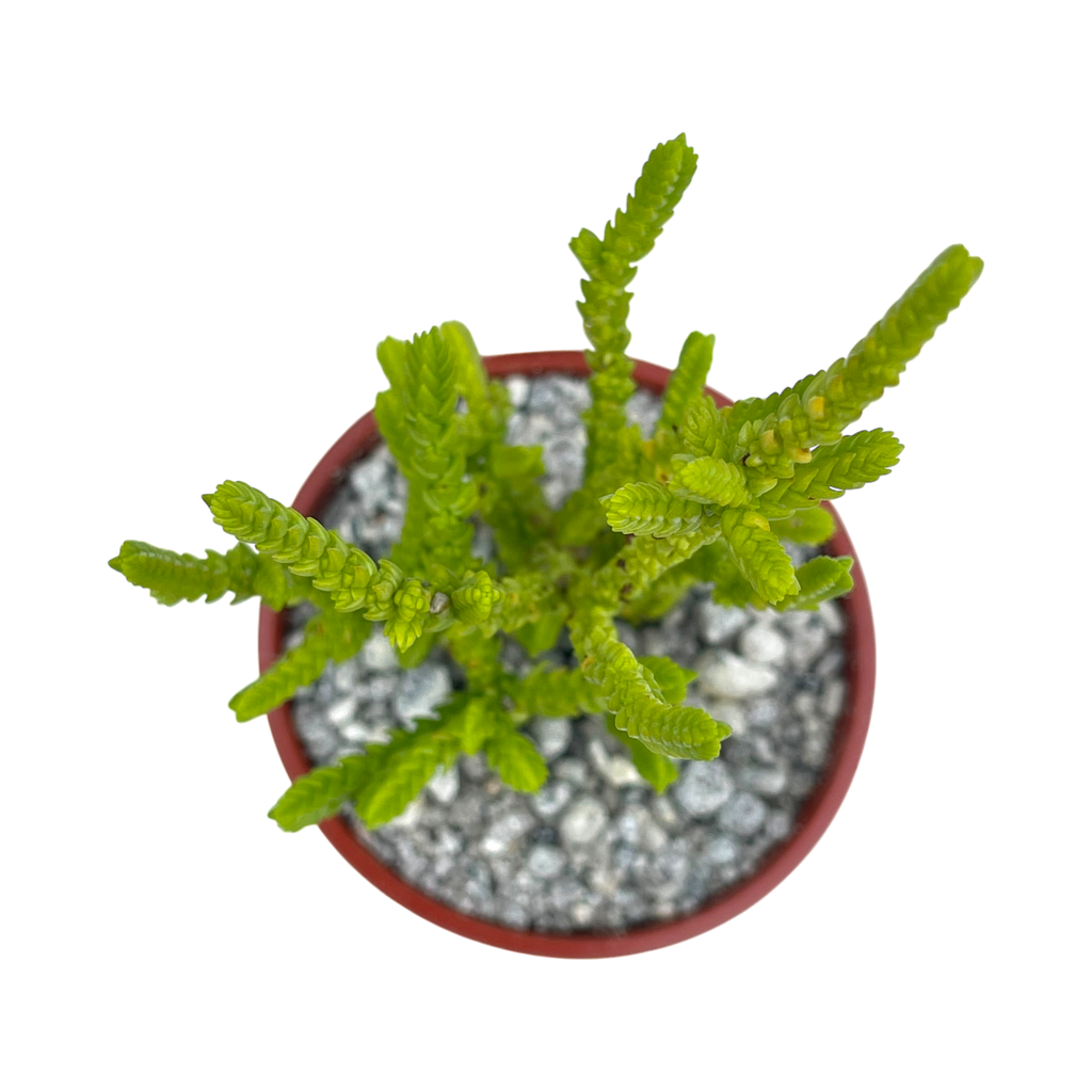 Crassula muscosa f. acuminata
