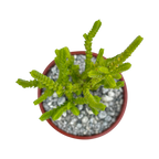 Crassula muscosa f. acuminata