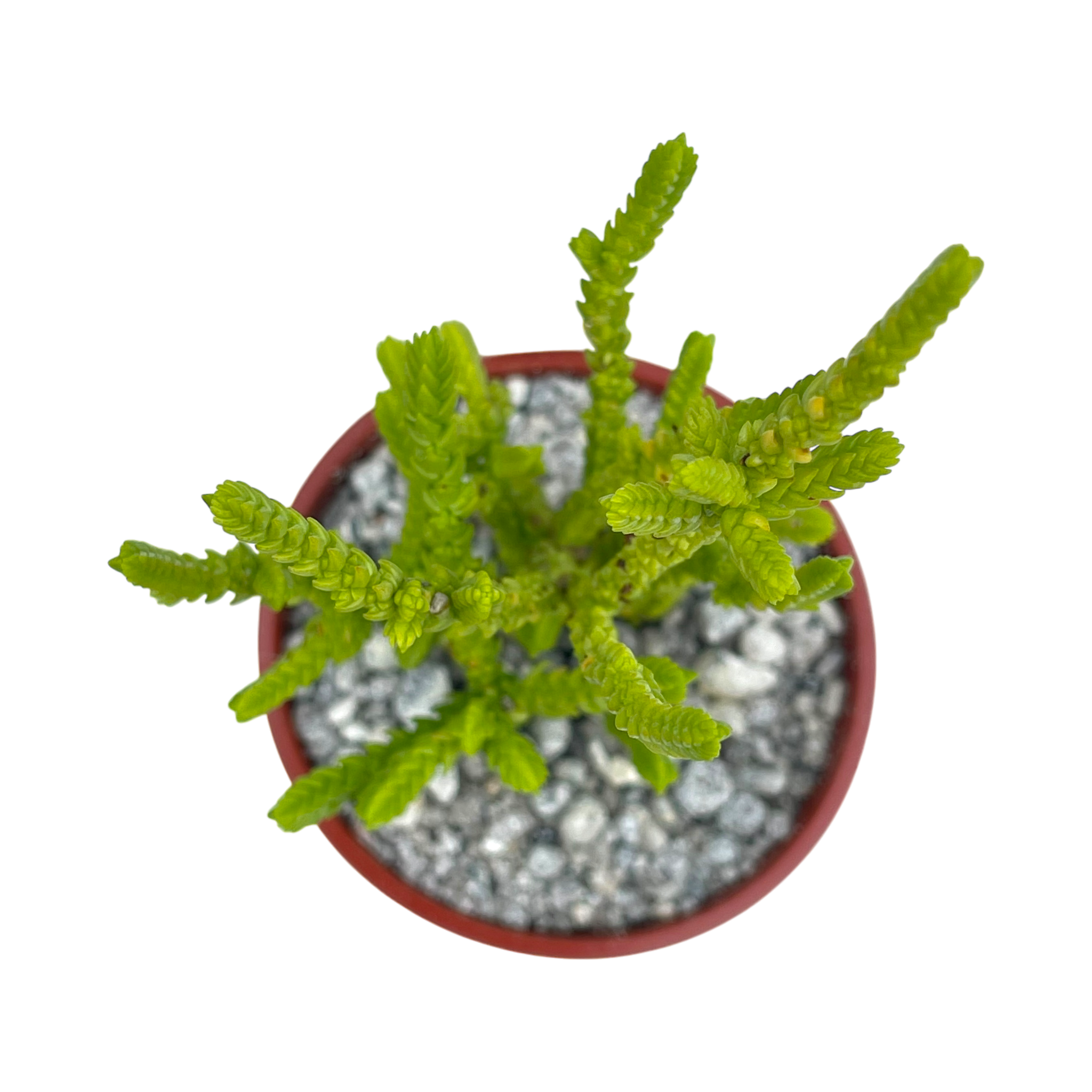 Crassula muscosa f. acuminata