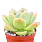 Echeveria 'Gilva'