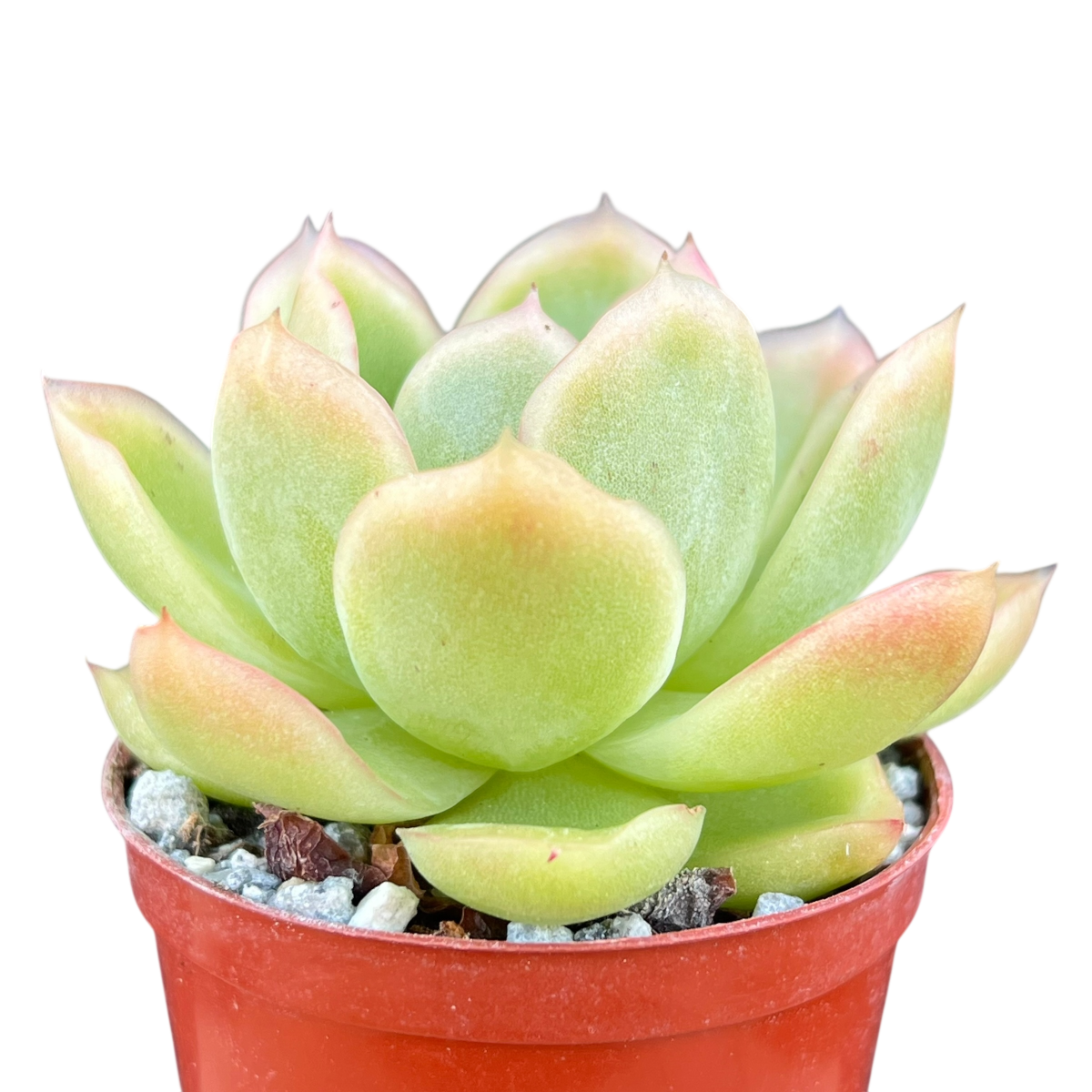 Echeveria 'Gilva'