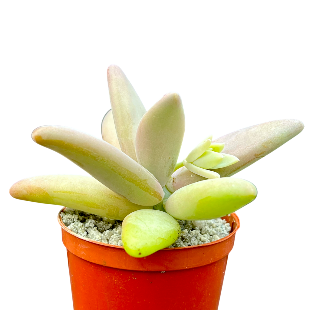 Pachyphytum fittkauii
