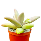 Pachyphytum fittkauii