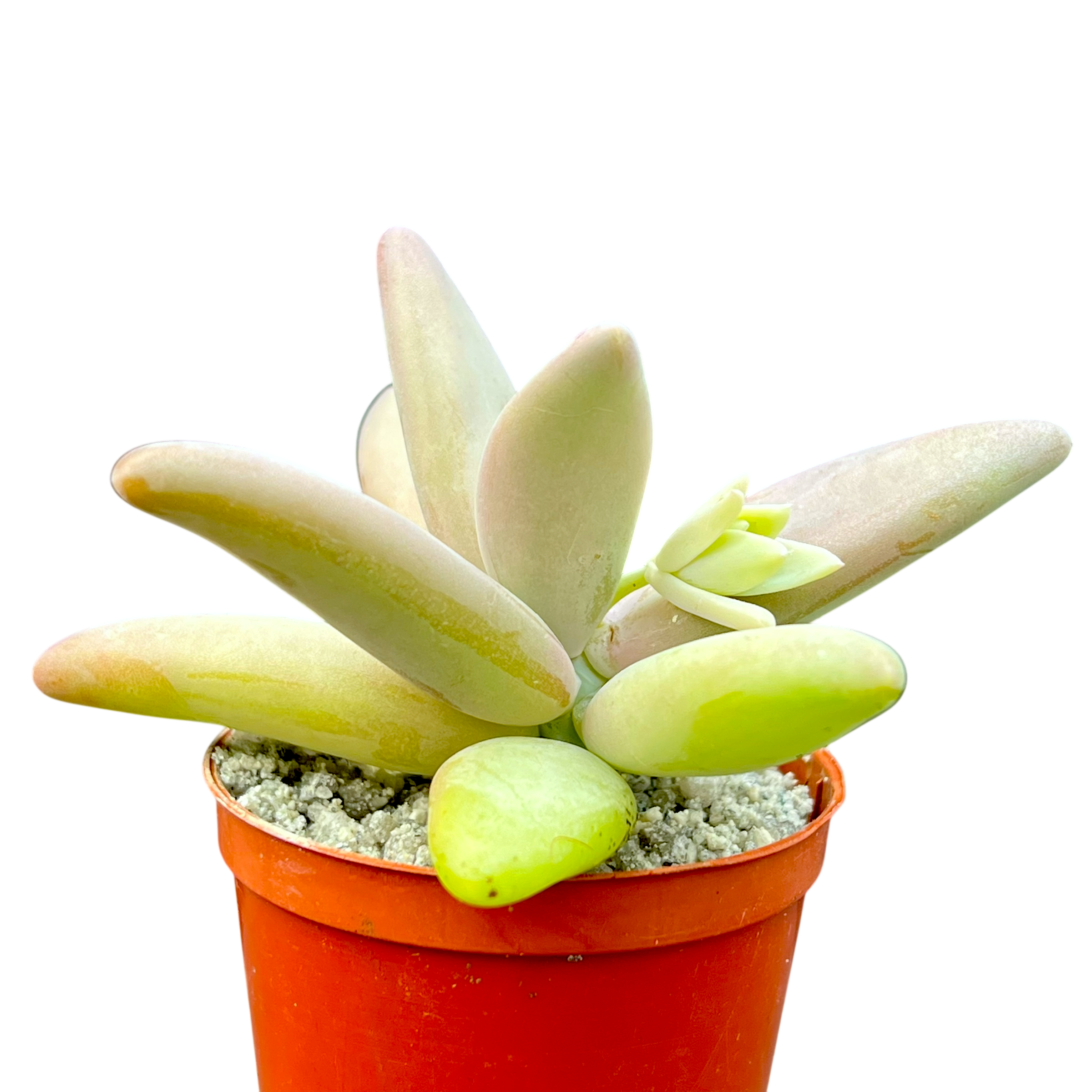 パキフィツム・フィトカウイ