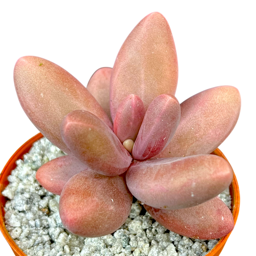 Pachyphytum oviferum x viride