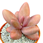 Pachyphytum oviferum x viride