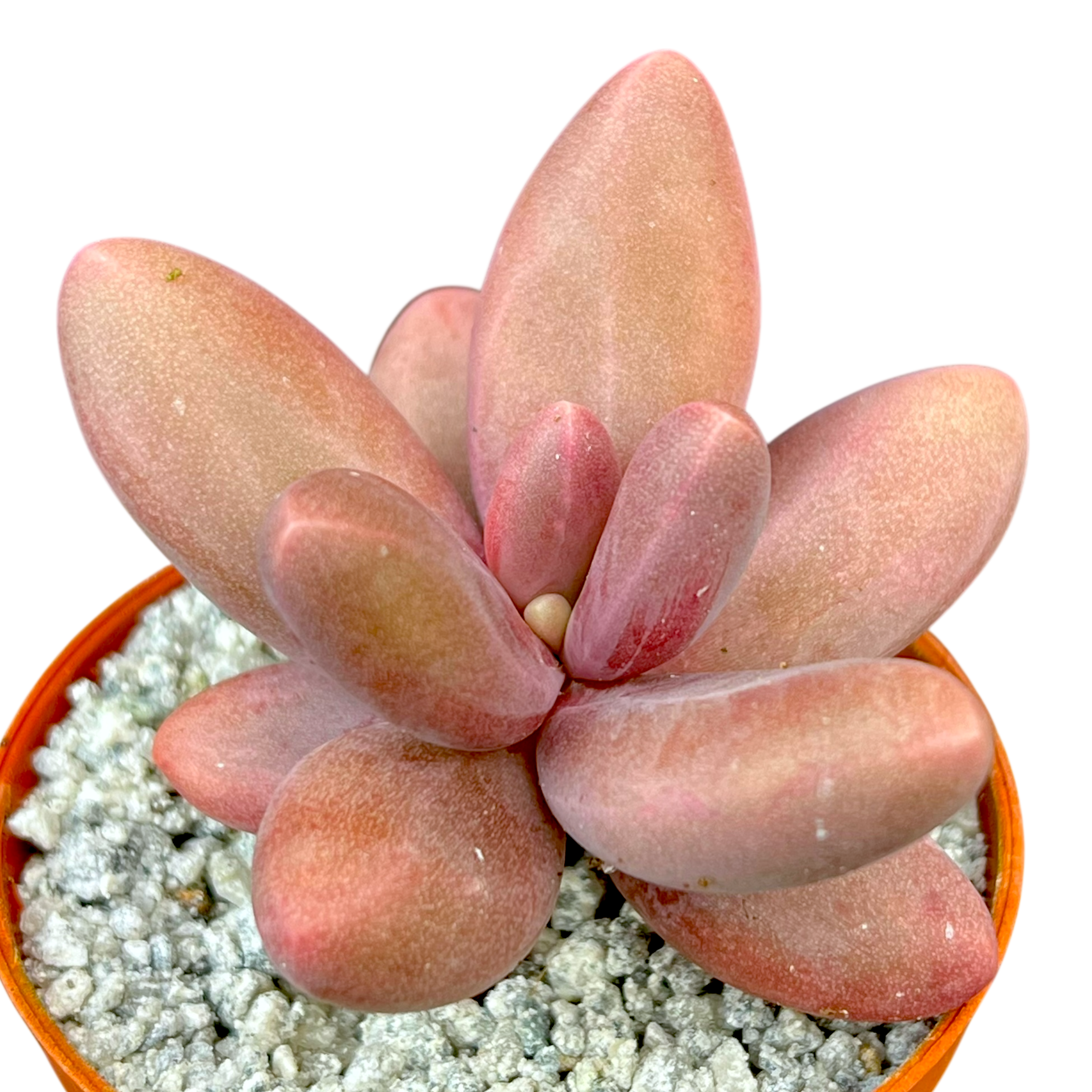 Pachyphytum oviferum x viride
