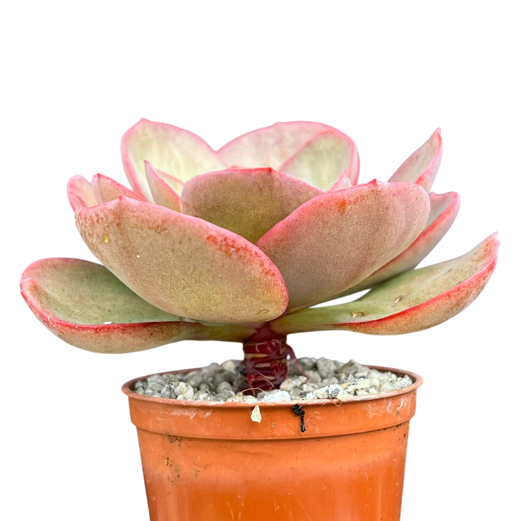 Echeveria 'Suyon'