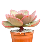 Echeveria 'Suyon'