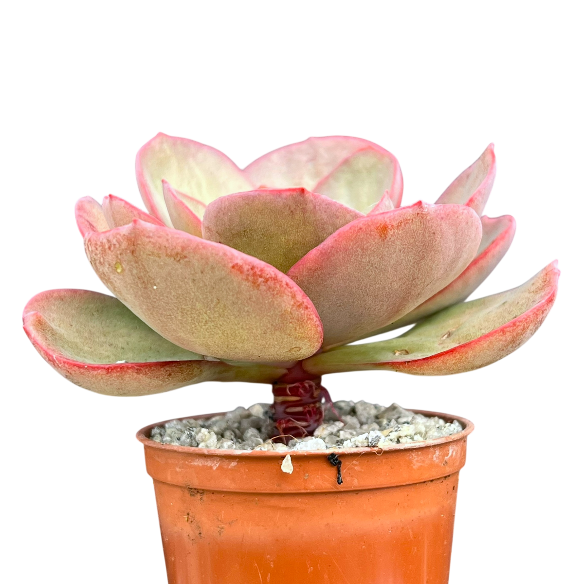 Echeveria 'Suyon'