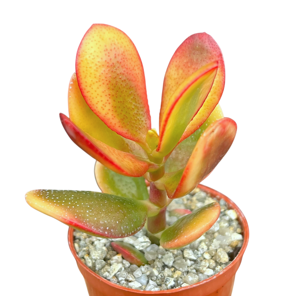 Crassula 'Hummel's Sunset'