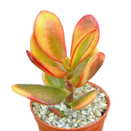Crassula 'Hummel's Sunset'