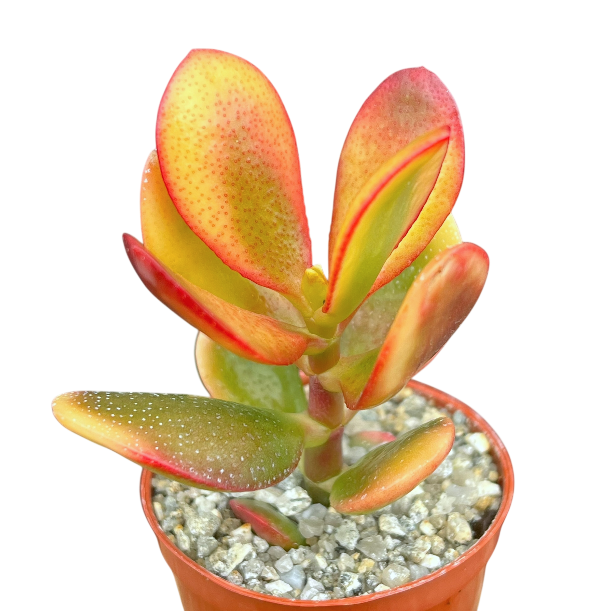 Crassula 'Hummel's Sunset'