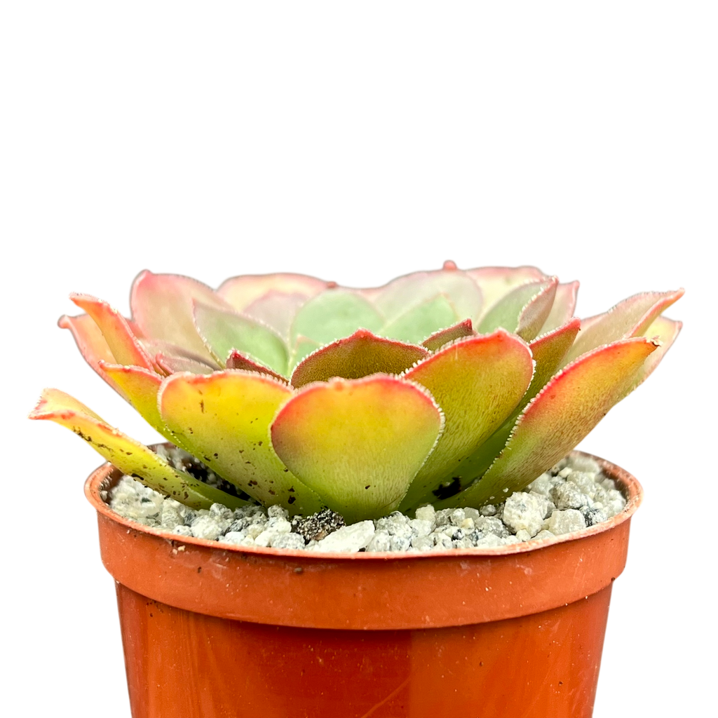 x Semponium 'Diamond'