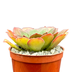 x Semponium 'Diamond'