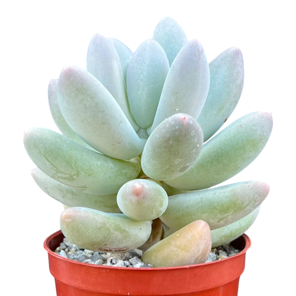 Pachyphytum 'Twilight'