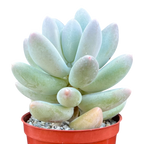 Pachyphytum 'Twilight'