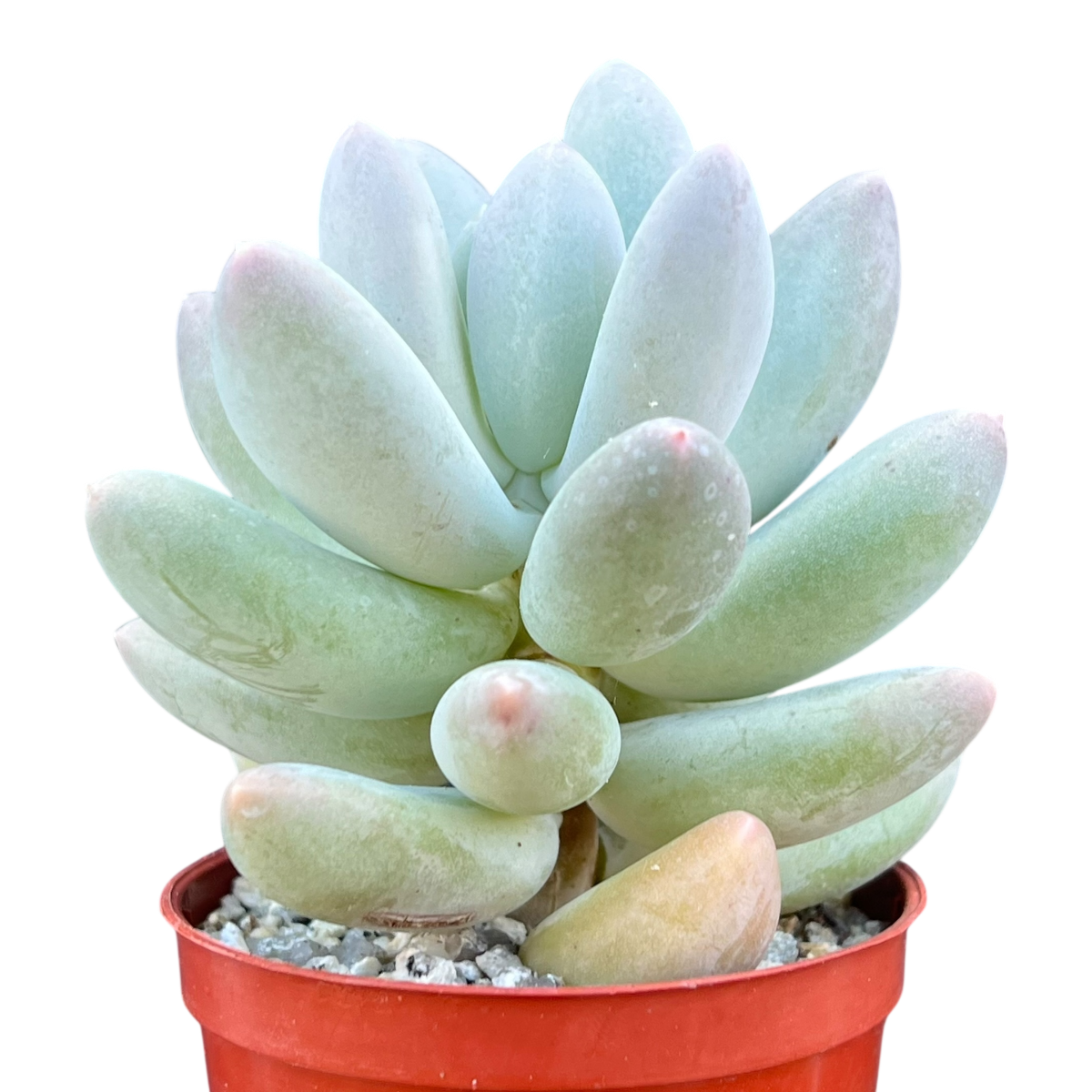 Pachyphytum 'Twilight'