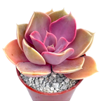 Echeveria 'Duchess of Nuremberg'