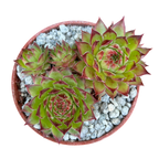 Sempervivum 'Bronco'
