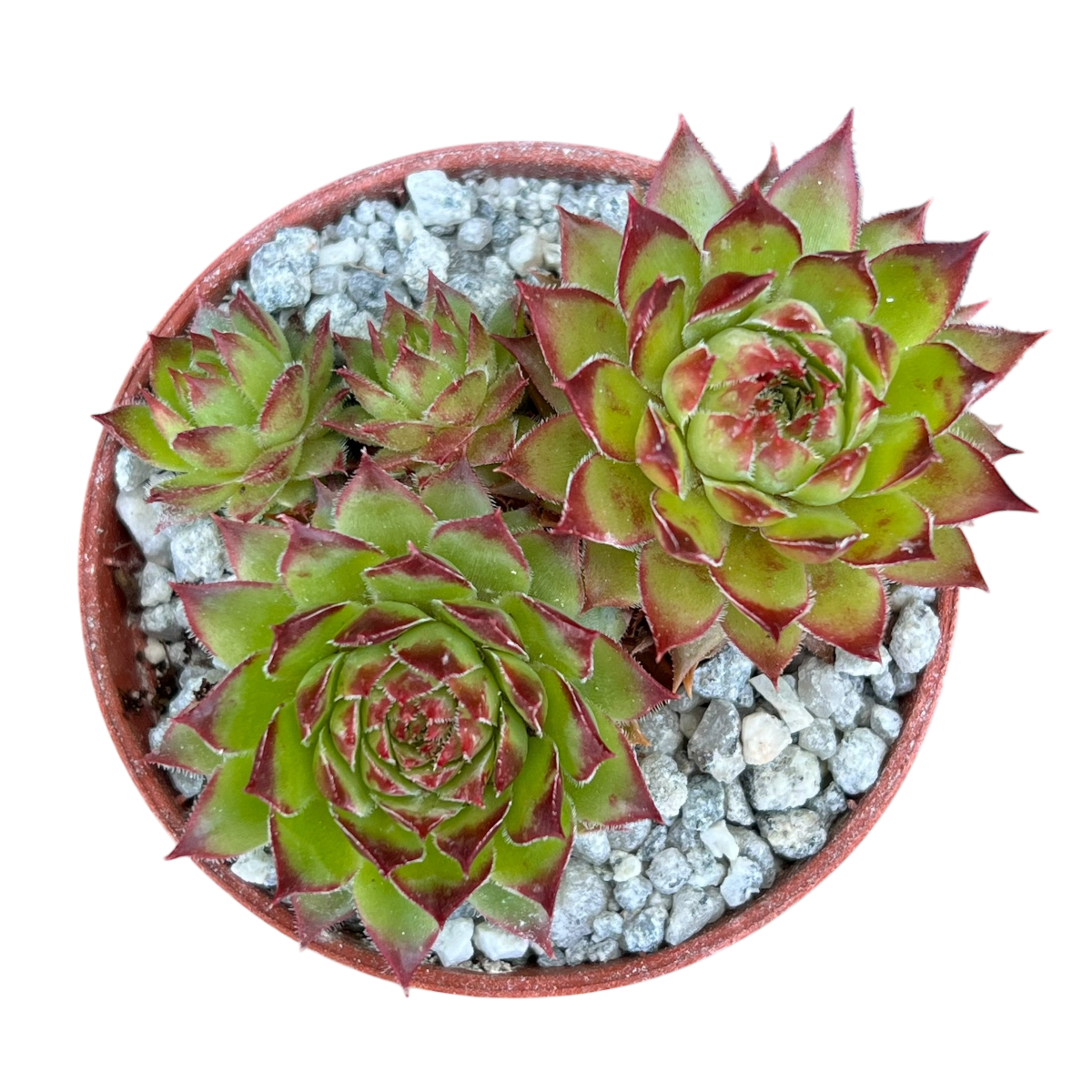 Sempervivum 'Bronco'