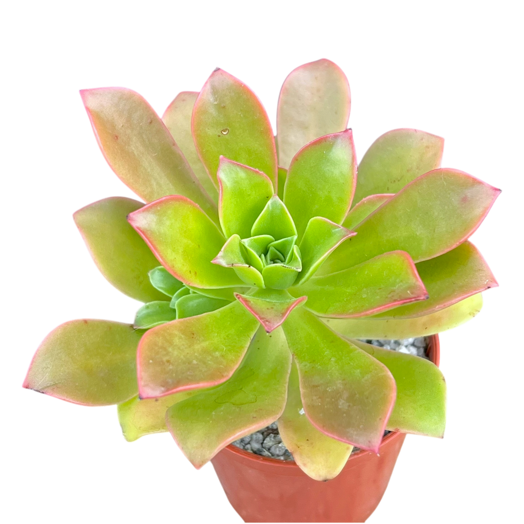 Aeonium decorum