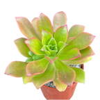 Aeonium decorum