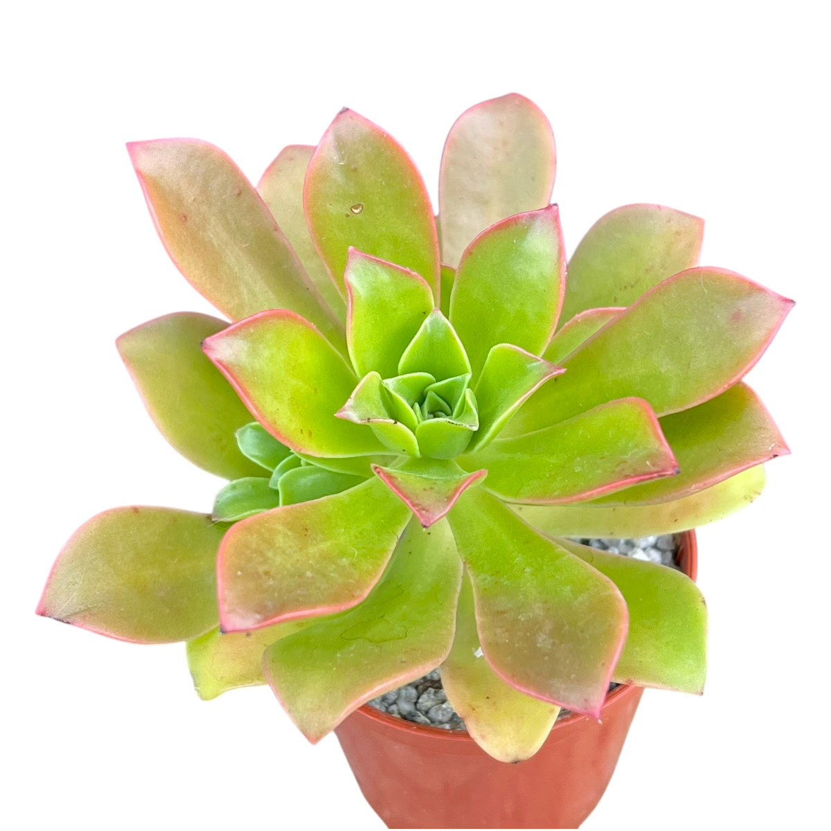 Aeonium decorum