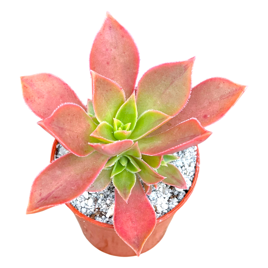 Aeonium leucoblepharum