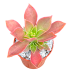 Aeonium leucoblepharum