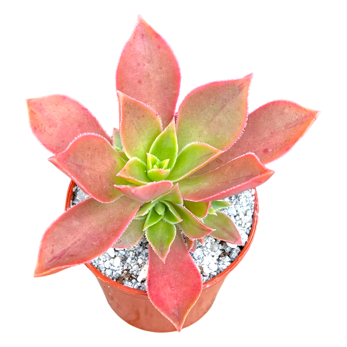 Aeonium leucoblepharum