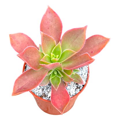 Aeonium leucoblepharum