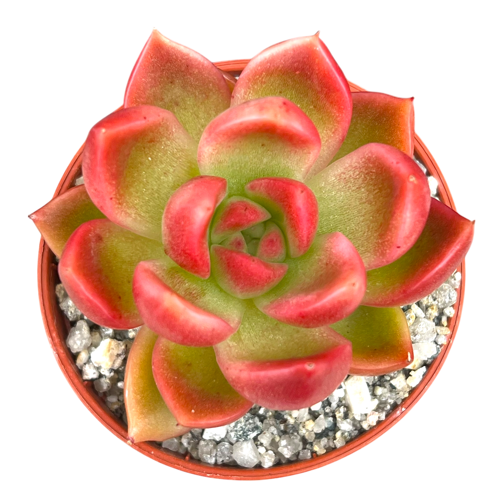 Echeveria x gilva 'Red'