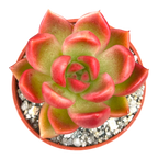 Echeveria x gilva 'Red'