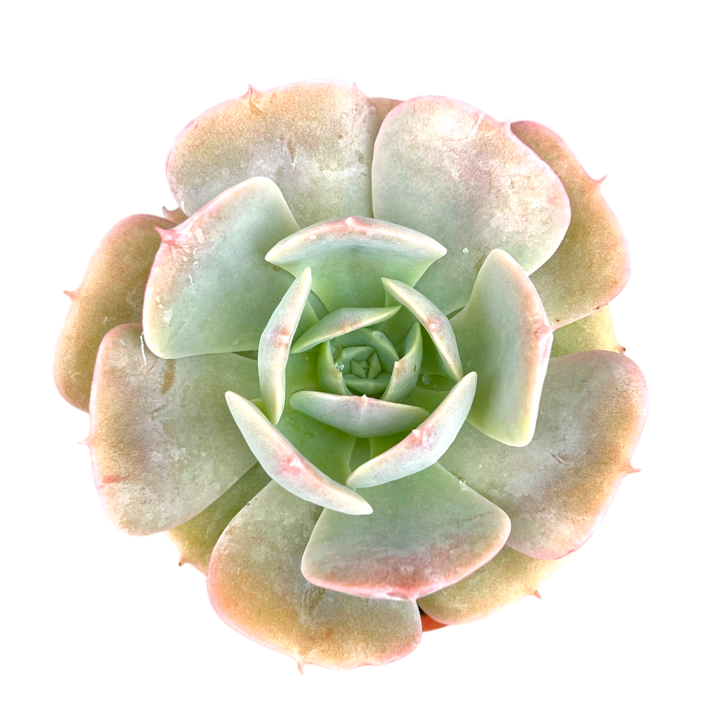 Echeveria 'Texas Rose'