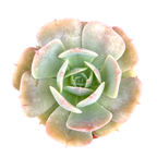 Echeveria 'Texas Rose'