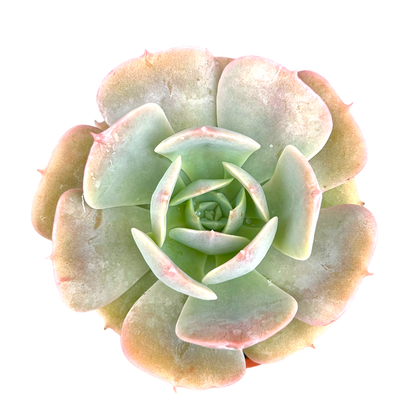 Echeveria 'Texas Rose'