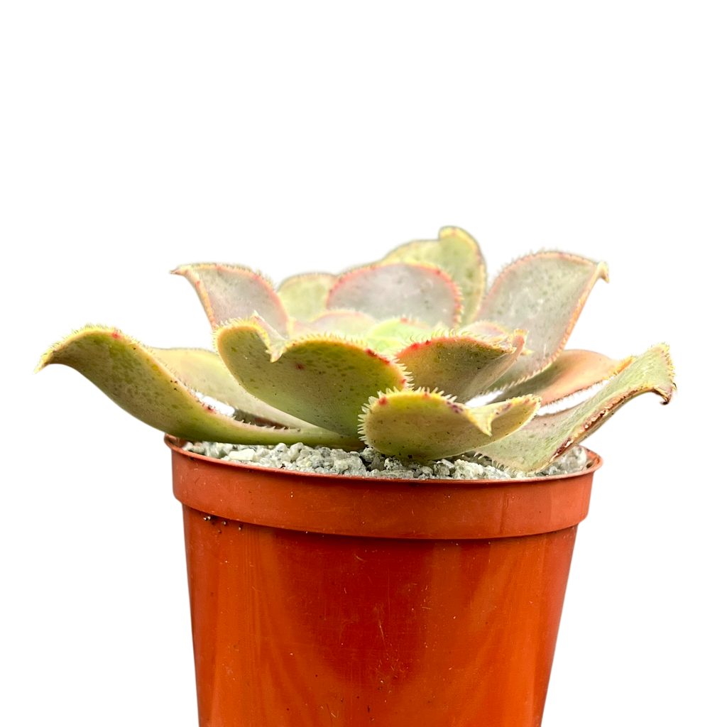 Aeonium valverdense