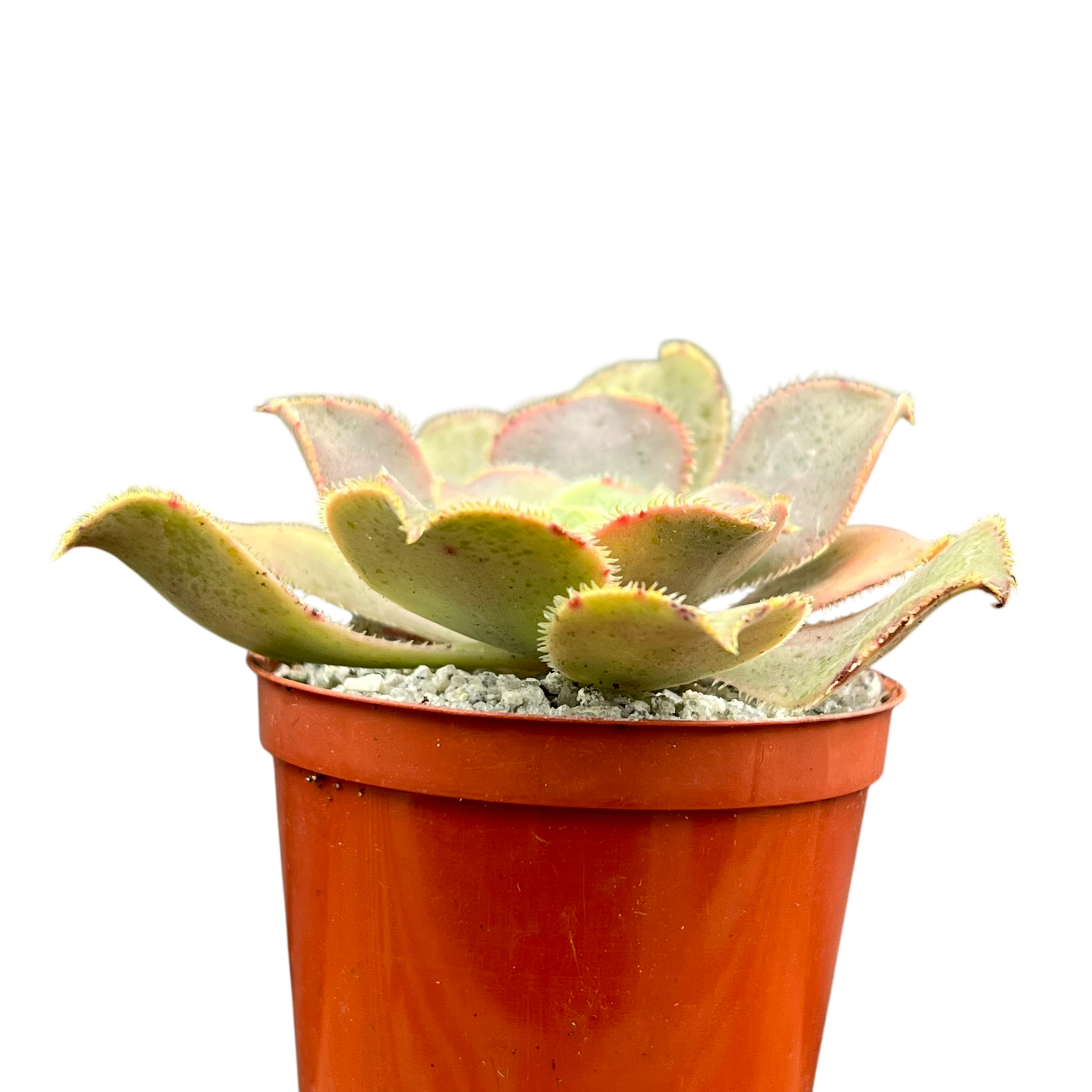 Aeonium valverdense