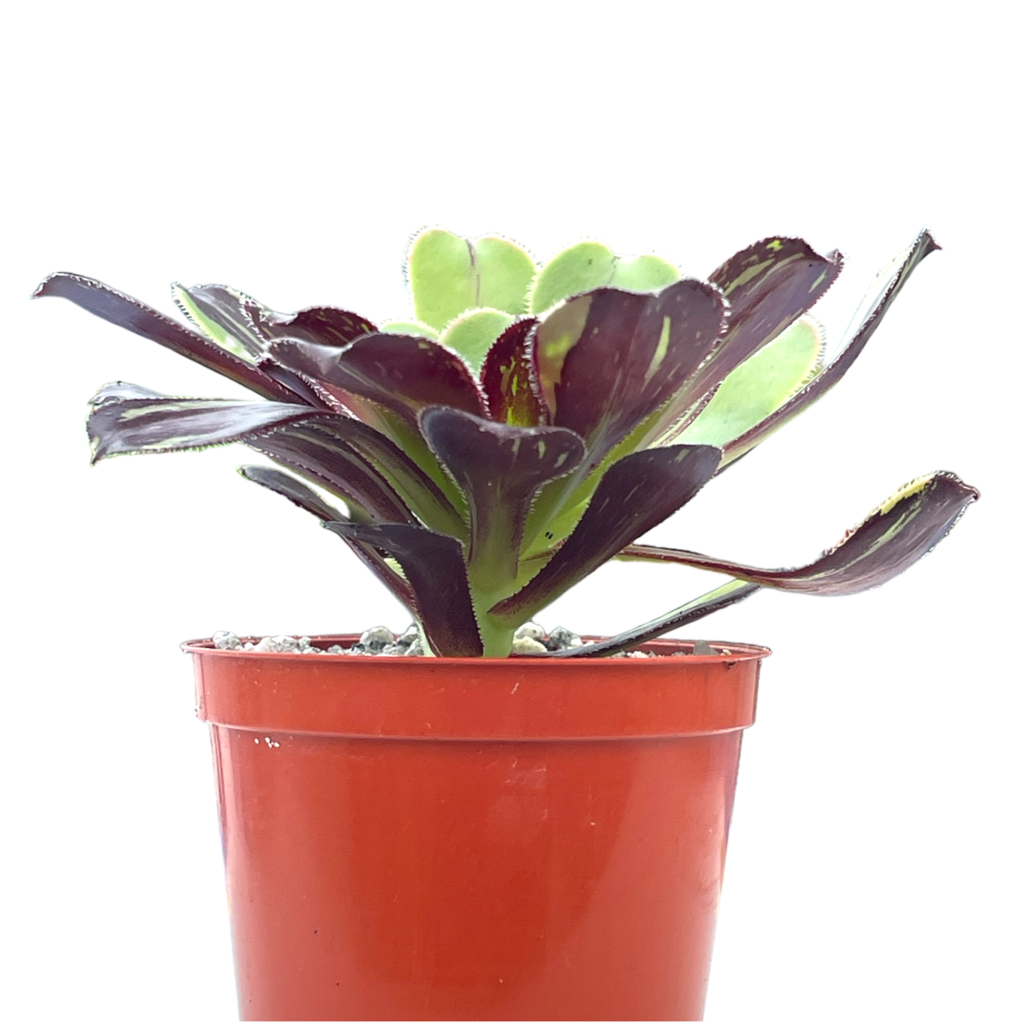 アエオニウム 'ビッグバン' – Surreal Succulents アエオニウム 'ビッグバン' – Surreal Succulents
