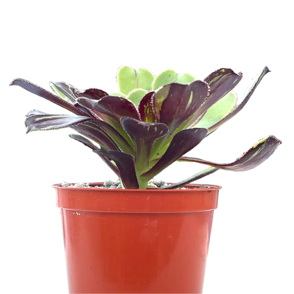 Aeonium 'Big Bang'