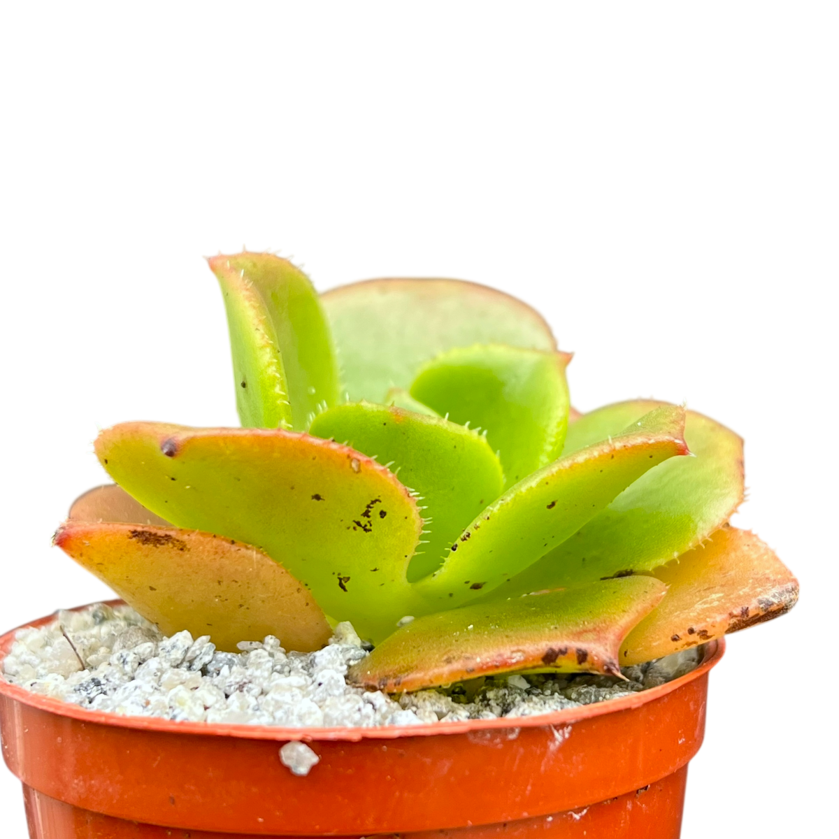 Aeonium nobile