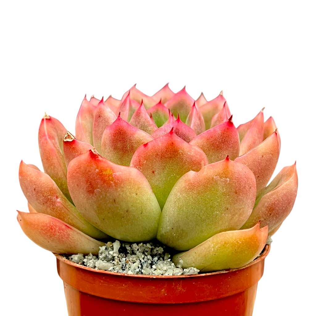 Echeveria 'Gilva'